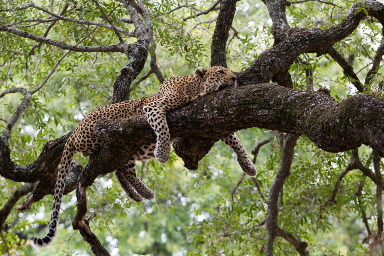 Villa Tintswalo Safari à Domaine de chasse de Manyeleti Extérieur photo